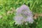 Columbine Meadow Rue flowers - Thalictrum Aquilegifolium