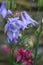 Columbine plants with light purple and rose blossoms growing in a spring garden