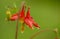 Columbine in the Rain