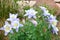 Columbines