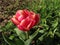 Columbus tulip, a double flowered specimen like a peony rose