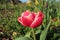 Columbus tulip, a double flowered specimen like a peony rose in cottage garden