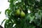 Column pear `Obelisk` optically captivates with its appealing growth form, the decorative foliage and the plump fruits.