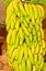 Column of ripening bananas, hanging in a market, freshly cut down from tree