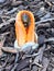 Column Stinkhorn Fungus (Clathrus Columnatus)