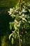 Columnar apple tree in flower