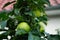 Columnar apple tree, Malus Ballerina `Bolero`, with fruits in October in the garden. Berlin, Germany