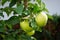 Columnar apple tree, Malus domestica Ballerina \\\'Bolero\\\', with fruits growing in September in the garden. Berlin