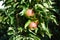 Columnar apple tree, Malus domestica Ballerina \'Suncats\', with fruits grows in September in the garden. Berlin