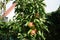 Columnar apple tree, Malus domestica Ballerina \'Suncats\', with fruits grows in September in the garden. Berlin