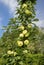 Columnar apple tree variety President.