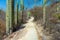 Columnar Cacti, Tehuacan Cuicatlan Biosphere Reserve, Mexico