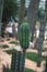 Columnar cactus