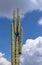 Columnar Cactus in Oaxaca Desert, Mexico