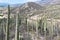 Columnar Cactus, Tehuacan Cuicatlan Biosphere, Mexico