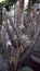 columnar cactus tree in the desert