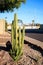 Columnar Cereus Cacti and Agave Succulents in Xeriscaping