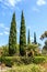 Columnar poplar trees at the campus of University of California, San Diego UCSD.