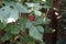 Columnar Tayberry `Buckingham` with large red fruits in the garden. Berlin, Germany