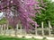 The Columns and Ruins Amongst Beautiful Pink Flowers at Olympia Archaeological Site