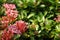 Colurful flower with green leaves.