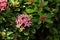 Colurful flower with green leaves.