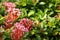 Colurful flower with green leaves.