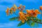 Colurful flowers and green leaves wiht blue sky background.