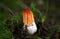 Colus hirudinosus with volva, stinkhorn fungus, rare basidiomycete mushroom