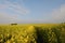 Colza Field in Blossom, Czech Republic, Europe