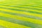 Colza field on farmland. Aerial landscape. Natural striped pattern