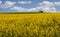 Colza. Field. Hills. Yellow. Blue. Sky