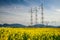 Colza field and powerline electricity