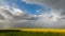 Colza. Seeds. Oil. Spring. Field. Stormy Sky