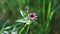 Comarum palustre. Blossoming of a plant in Siberia