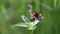 Comarum palustre. Blossoming of a plant in Siberia