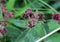 Comarum palustre flower, known as the purple marshlocks, swamp cinquefoil and marsh cinquefoil