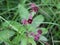 Comarum palustre flower, known as the purple marshlocks, swamp cinquefoil and marsh cinquefoil