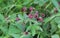 Comarum palustre flower, known as the purple marshlocks, swamp cinquefoil and marsh cinquefoil