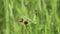 Comarum palustre. Marsh cinquefoil on the shore of a lake in the Russian Arctic