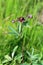 Comarum palustre. Potentilla marsh in the summer on the Yamal Pe