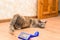 Comb for cats from wool. pet care at home. blue hairbrush with wool. the cat is lying next to the comb. The tabby cat