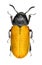Comb-clawed beetle Omophlus sp. Tenebrionidae: Alleculinae
