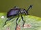 Comb-clawed Darkling Beetle