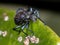 Comb-clawed Darkling Beetle