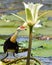 Comb Crested Jacana