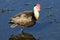 Comb-crested Jacana, Australia