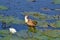 Comb Crested Jacana in Kakadu