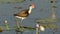 Comb Crested Jacana, Yellow River, Australia