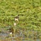 Comb Crested Jacana, Yellow River, Australia